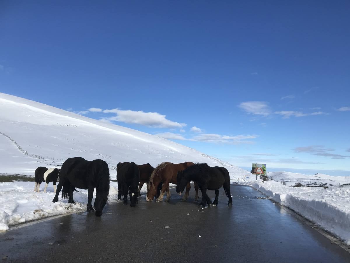 Nieve en el puerto de Palombera