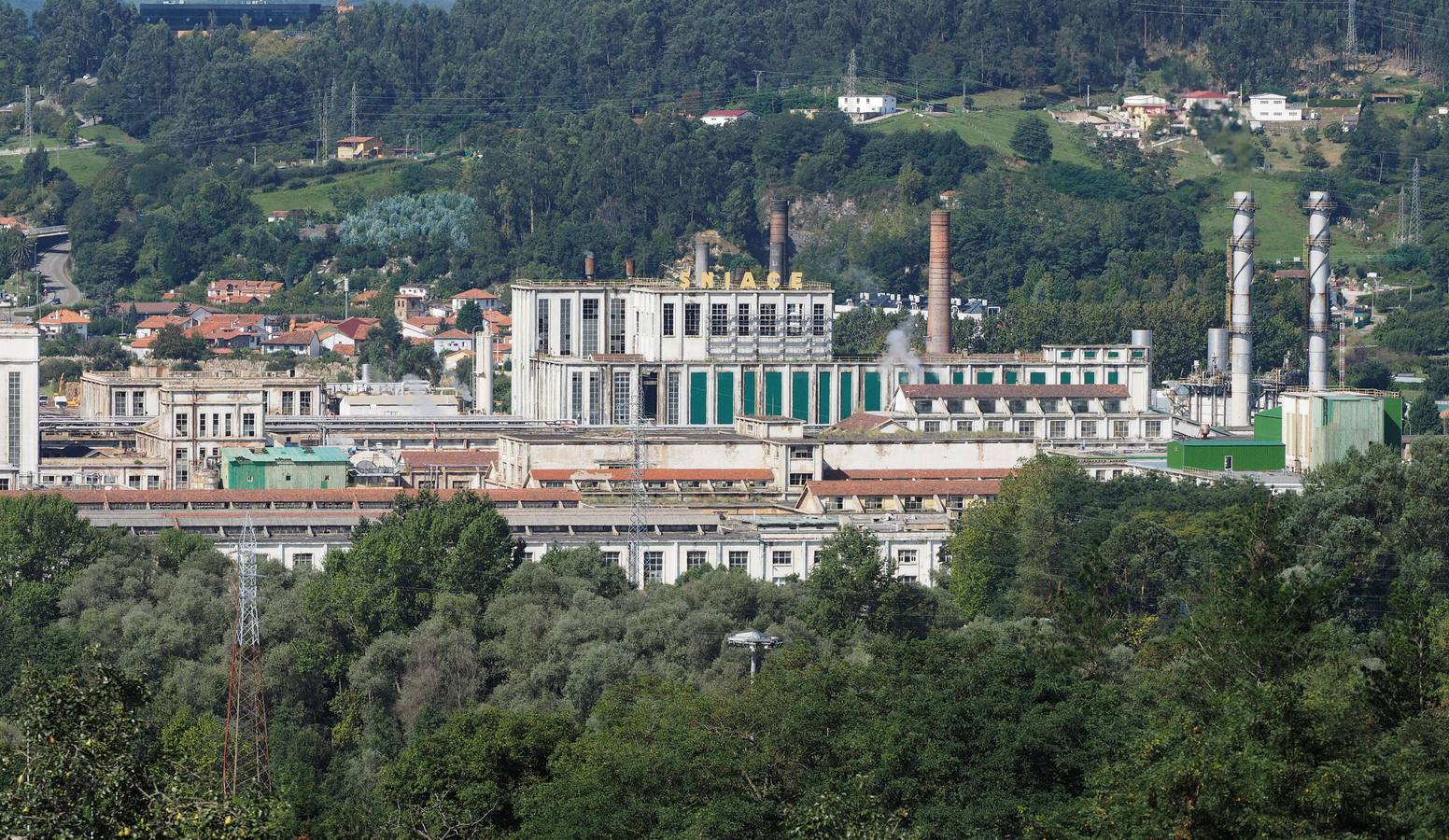 La UE concede a Sniace la patente de una variedad específica de eucalipto