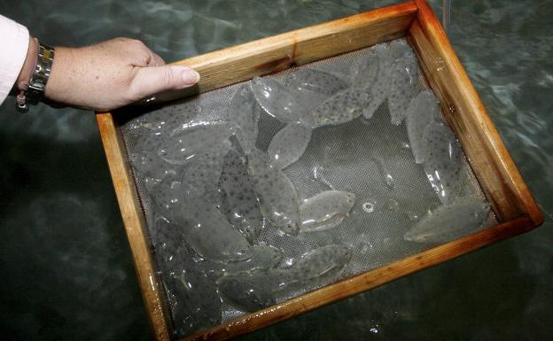 El Gobierno aprueba 2 millones de euros en ayudas para productos de pesca y acuicultura