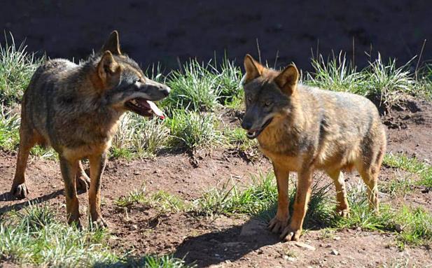 El Gobierno aprueba la Ley de Caza que mantiene al lobo como especie cinegética en Cantabria e introduce los planes de gestión