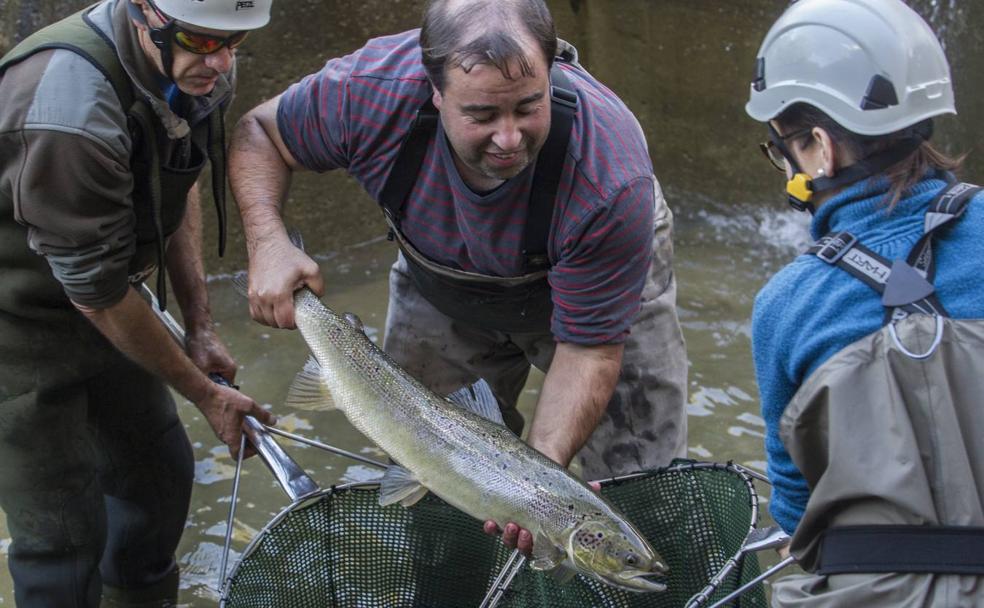 Los salmones vuelven a casa