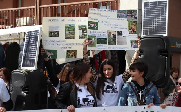 Los ganaderos del Asón boicotean la feria de Arredondo en protesta por los daños que ocasiona el lobo