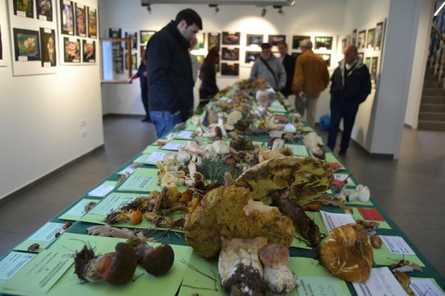 Colindres celebra este fin de semana sus jornadas micológicas