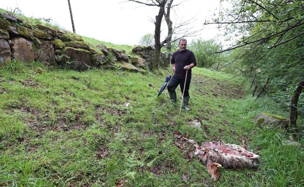 El Gobierno asumirá los daños causados por el lobo «en toda Cantabria»