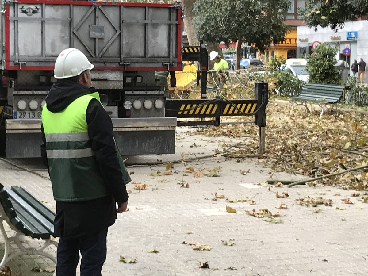 Poda de altura en la Alameda de Santander