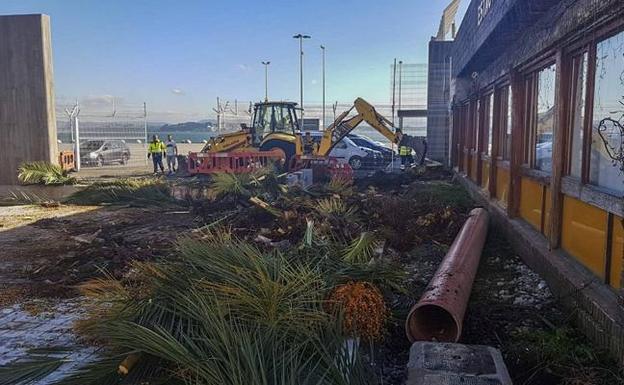 El puerto tala las palmeras de la Estación Marítima y en su lugar se creará un jardín