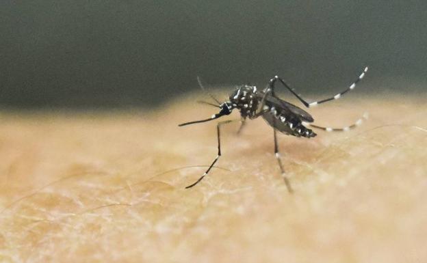 El primer paciente con dengue autóctono en Cataluña es un hombre joven de Barcelona