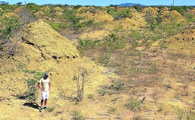 La megalópolis de las termitas