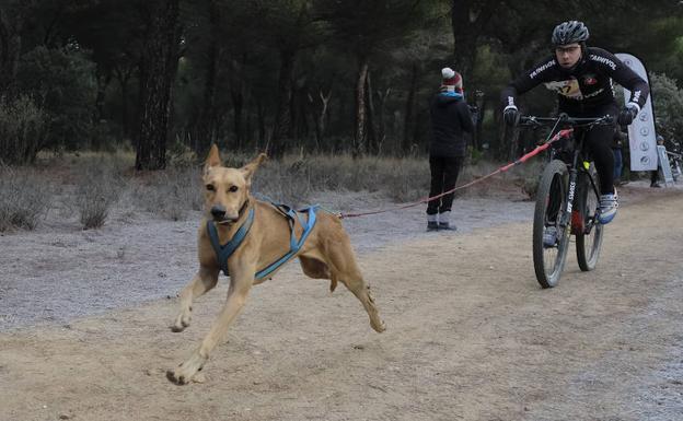 Polientes acoge este fin de semana el nacional de Mushing Sprint sobre tierra