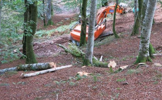 Medio Natural dice que la tala de hayas en el Saja es «insignificante»