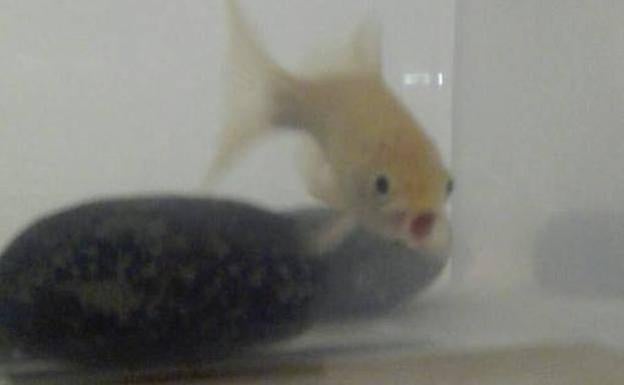 La dueña de 'Pesesín' lo cede al Acuario de Gijón porque no puede atenderlo