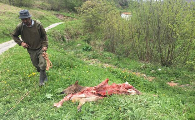 El Gobierno extenderá en 2019 las ayudas por los daños del lobo a toda Cantabria con una nueva póliza de seguro