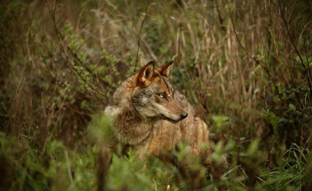 Los ecologistas denuncian una batida de lobos «ilegal» este lunes en Picos de Europa