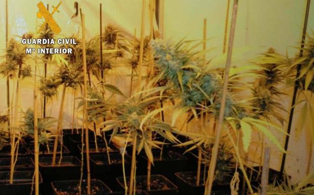 Detenida una pareja por cultivar medio millar de plantas de marihuana en su garaje