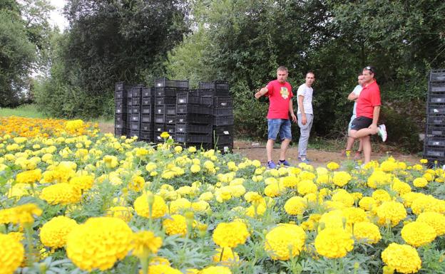 Los carrocistas culpan a PSOE y PP de «herir de muerte» la Batalla de Flores