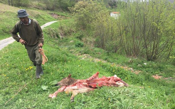 Ganaderos y ecologistas exigen incrementar las ayudas por los ataques del lobo