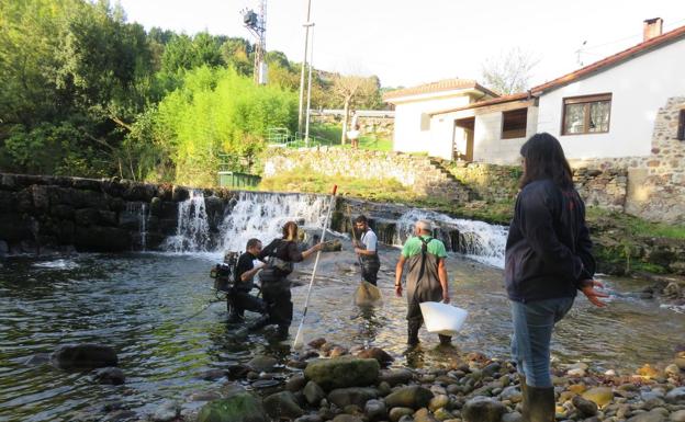 Los salmones comienzan a remontar el Miera 200 años después