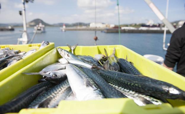 Oria confía en que la costera de bonito compense el recorte del 20% en la cuota de verdel