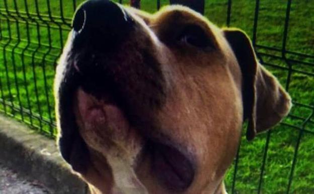 Investigan a una joven por mantener atada sin comida ni agua a una perra malherida en Santander