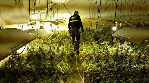 La Guardia Civil ha intervenido 9.200 plantas de marihuana este año, un 67% más que en 2017