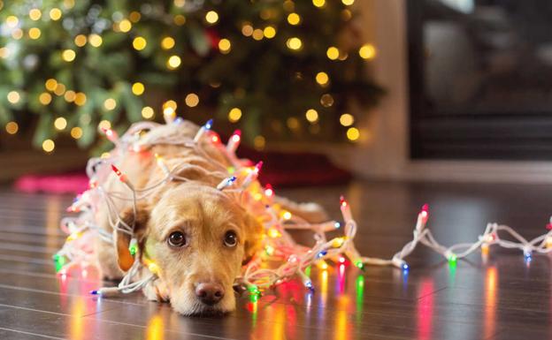 Navidad segura para nuestras mascotas