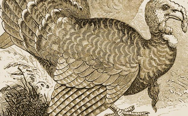 Pavo: el manjar navideño que vino de América