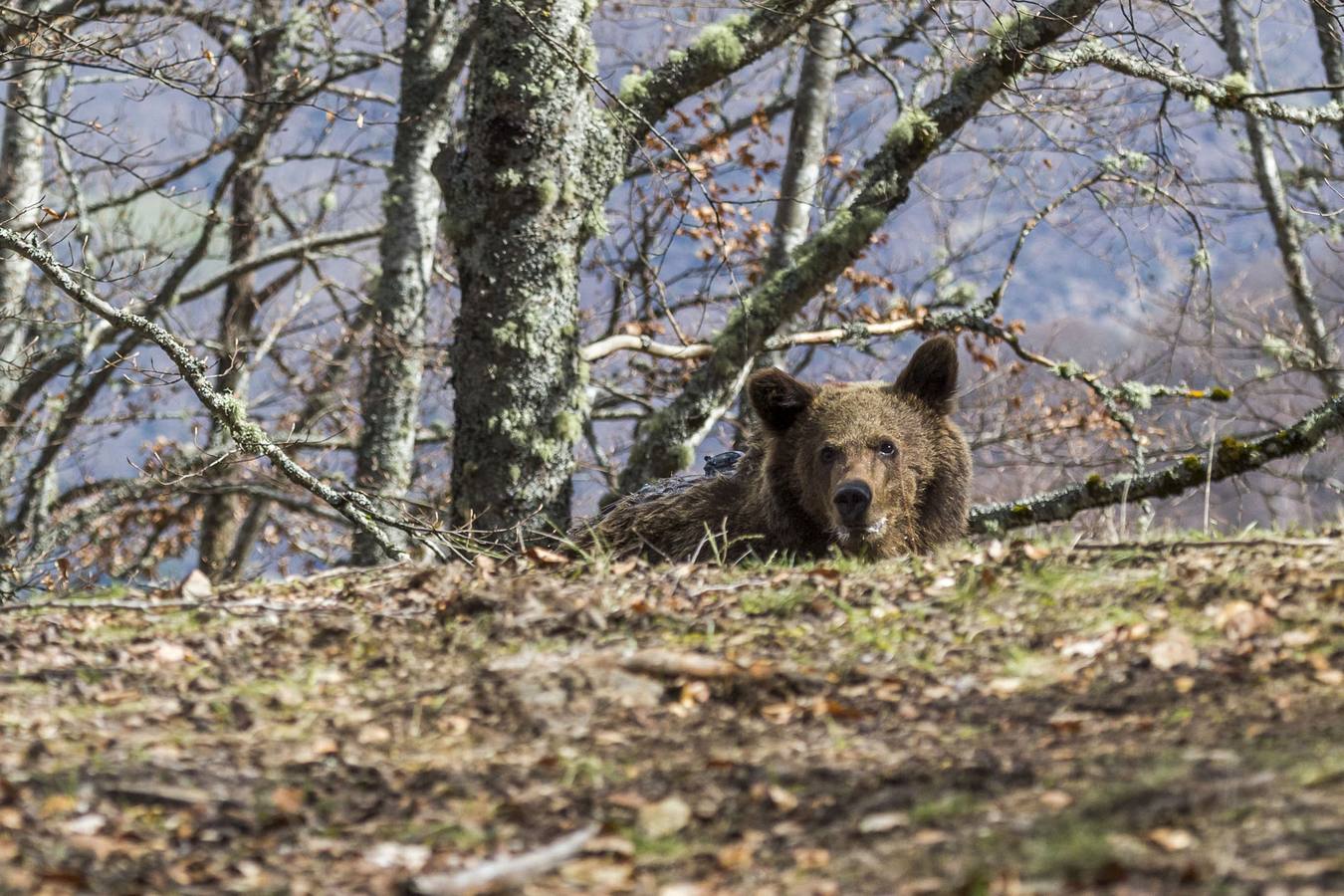 'Beato', el caso más exitoso de reincorporación de un oso pardo a su hábitat