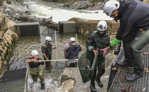 El plan para recuperar el salmón, con 5 millones de euros en 20 años, no logra repoblar los ríos cántabros