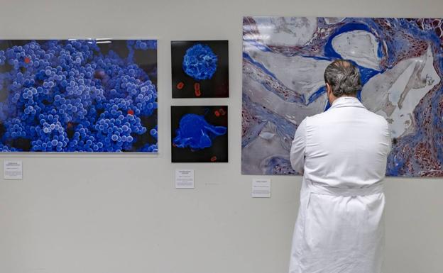 La vida vista a través de un microscopio, en una exposición fotográfica en el hall de Valdecilla