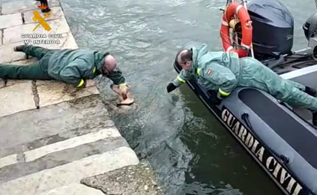 La Guardia Civil rescata a una perra caída al mar en la bahía de Santander