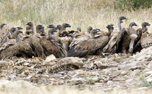 Las peticiones para dejar ganado muerto para los carroñeros crecen en Cantabria con la nueva ley