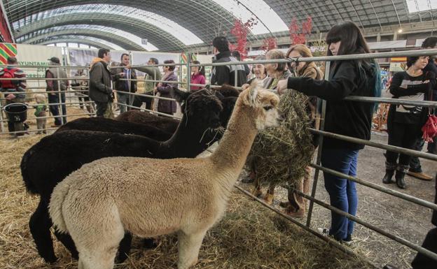 Ecologistas en Acción pide la ejecución forzosa de la sentencia de derribo de una nave de alpacas en Ubiarco