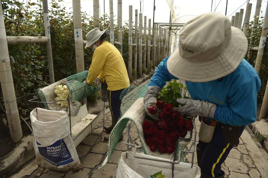 Las rosas de Ecuador, más de moda que nunca