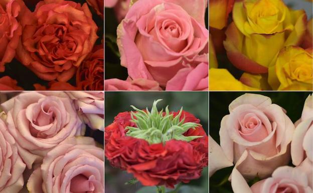 Las rosas de Ecuador, más de moda que nunca