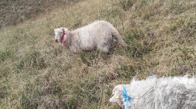 El lobo acecha los montes de Liérganes y Miera y se ceba con medio centenar de cabras y ovejas