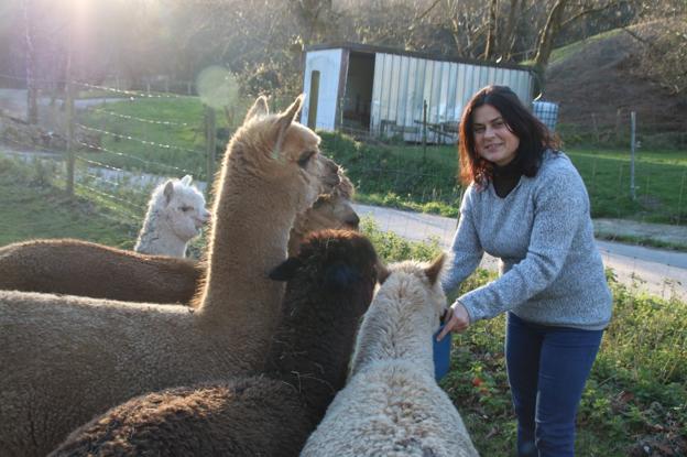 Las alpacas, un 'plan b' en Llanos