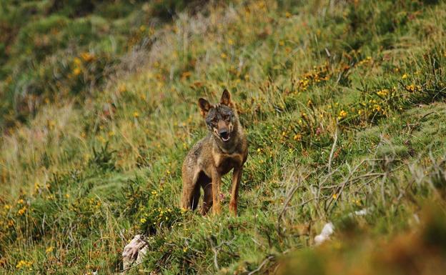 El Consejo de Caza aprueba el Plan de gestión del lobo, que podría entrar en vigor en marzo