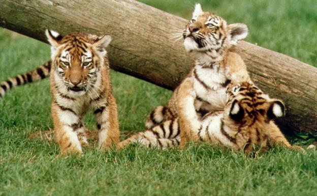 La preocupante moda de los cachorros de león y de tigre