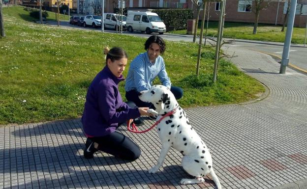 Ciudadanos denuncia el envenenamiento de perros en las calles de Astillero y Guarnizo