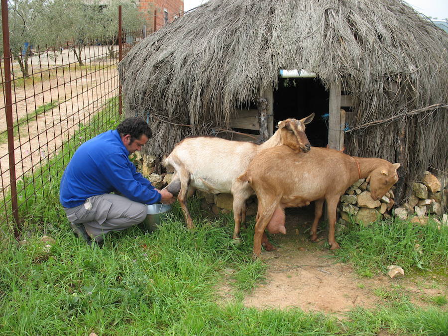 Los últimos cabreros de Cantabria