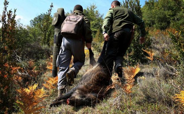 Las cacerías de jabalí aumentarán la próxima temporada un 20% debido a la proliferación de la especie