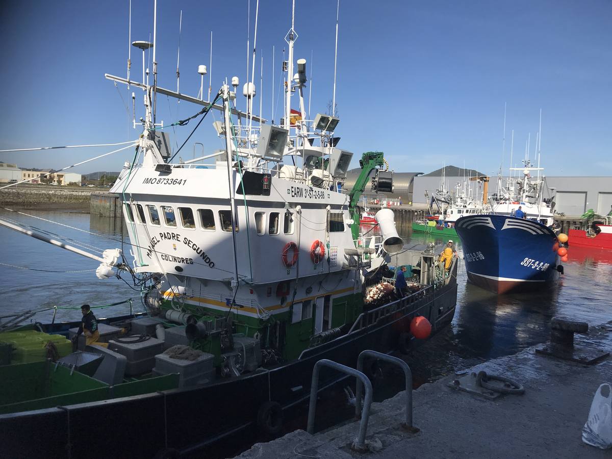 Descarga de los primeros bocartes en el puerto de Santoña