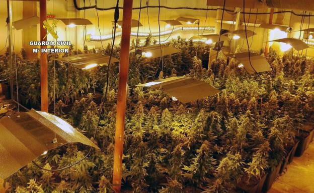 Cinco detenidos por tener una plantación de marihuana con 1.140 plantas en un chalé de Sonabia