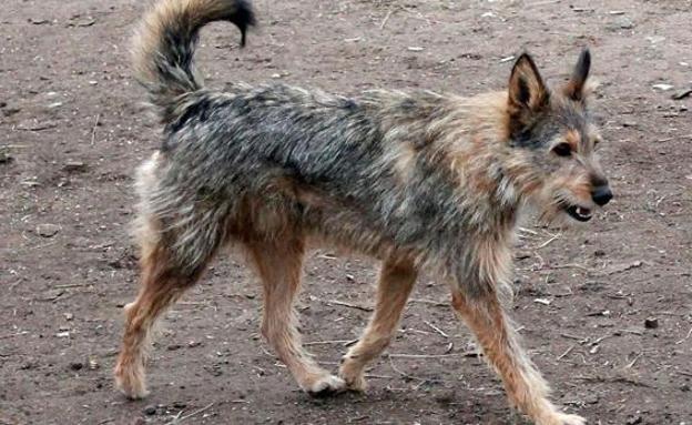 El 'Princesa Letizia' asistirá a las mascotas de las personas sin hogar que acudan al centro