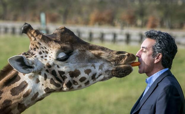 Las jirafas podrían volver a Cabárceno antes de Semana Santa