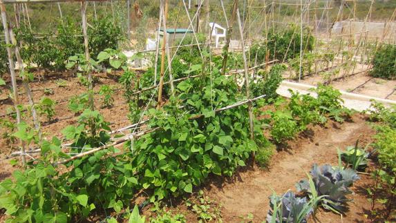 Qué plantar en la huerta a principios de primavera