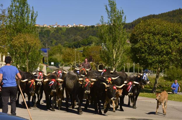 El Ayuntamiento recupera la feria de ganado de Unquera