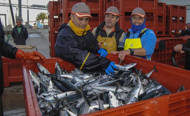 Los pescadores dan por terminado su cupo de verdel en cuatro días de costera