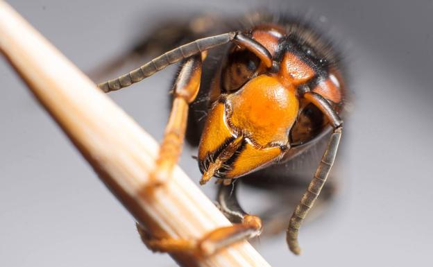 Camargo coloca 183 trampas esta primavera para frenar la expansión de la avispa asiática