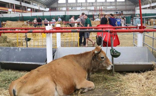 Asaja Castilla y León dice que los controles sanitarios del ganado en Cantabria «no son fiables»